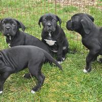 Cuccioli Cane Corso