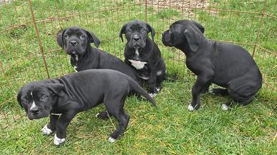Cuccioli Cane Corso