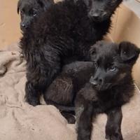 Per gli amanti del Black