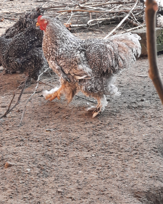 Coppia galli galline brahma sparviero