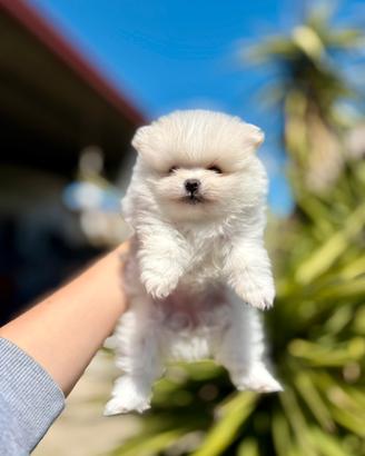 Pomerania nano spitz pedigree