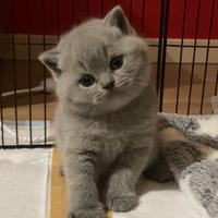 British shorthair blu