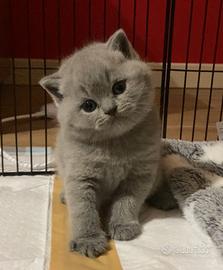 British shorthair blu