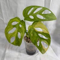 Monstera Adansonii Aurea Variegata + heatpack