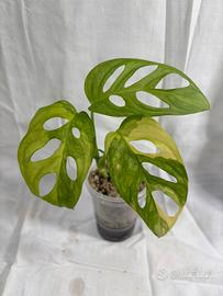 Monstera Adansonii Aurea Variegata + heatpack