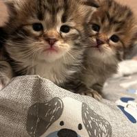 Allevamento Russian Eyes