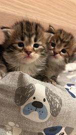 Allevamento Russian Eyes