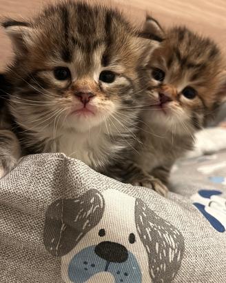 Allevamento Russian Eyes