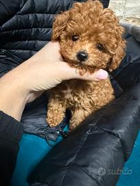 Barboncino pedigree enci