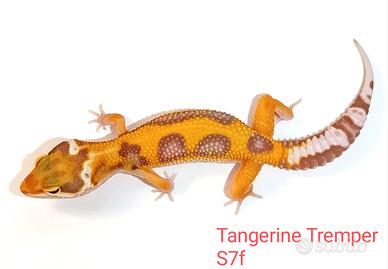 Geco leopardino Tangerine, Black Night, vari morph