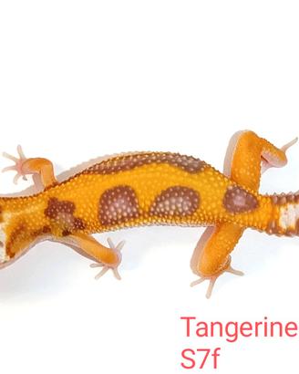 Geco leopardino Tangerine, Black Night, vari morph