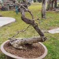 Bonsai quercia roverella