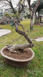 Bonsai quercia roverella