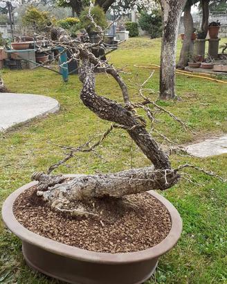 Bonsai quercia roverella