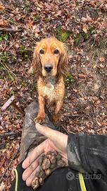 Cocker spaniel tartufo