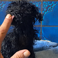 Cuccioli di barboncini toy