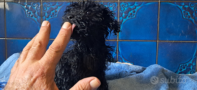 Cuccioli di barboncini toy