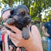 Cuccioli di pastore tedesco da allevatore