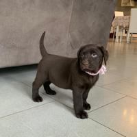 Labrador cuccioli pedigree