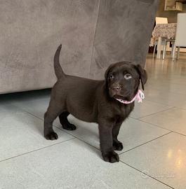 Labrador cuccioli pedigree