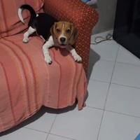 Beagle Femmina