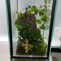 Terrari in vetro arredati