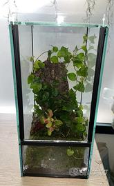 Terrari in vetro arredati