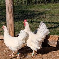 Coppia di galline nane giovane - maschio e femmina