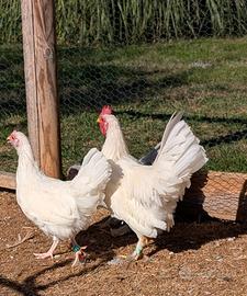 Coppia di galline nane giovane - maschio e femmina