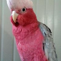 Cacatua roseicapilla maschio