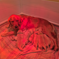 Cuccioli di golden retriever