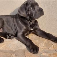 Cuccioli cane corso di tre mesi