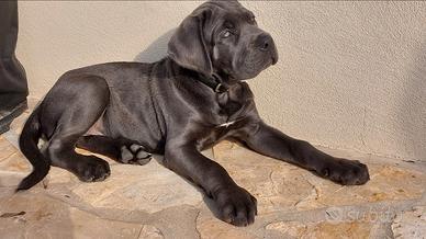 Cuccioli cane corso di tre mesi