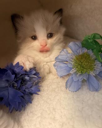 Cuccioli di ragdoll con pedigree