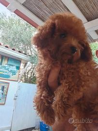 Maltipoo Toy e Barboncini toy red