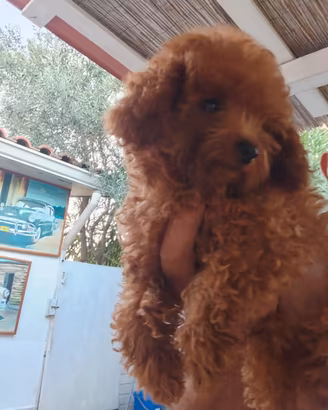 Maltipoo Toy e Barboncini toy red