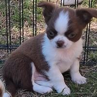Cucciolo simil chihuahua