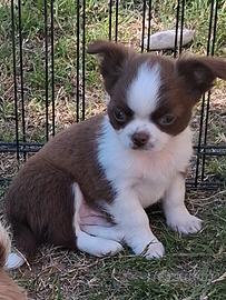 Cucciolo simil chihuahua