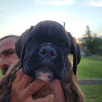 Cuccioli di boxer 1 maschio e 3 femmine disponibil