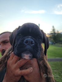 Cuccioli di boxer 1 maschio e 3 femmine disponibil