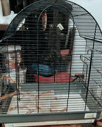 Gabbia per uccelli o pappagalli