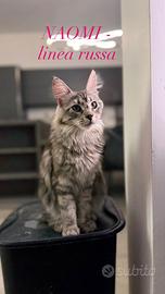 Gatti maine coon