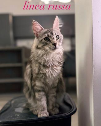 Gatti maine coon