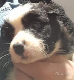 Vendita cuccioli di Border Collie