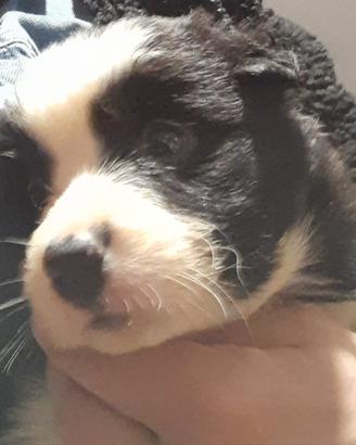 Vendita cuccioli di Border Collie