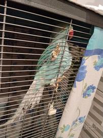 Parrocchetto dal collare tà 1 anno allevato a mano