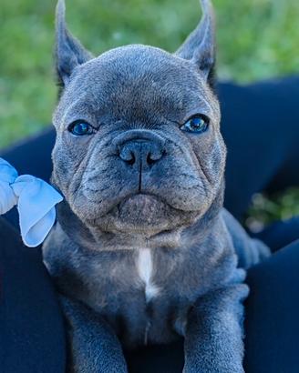 Cuccioli bulldog francese