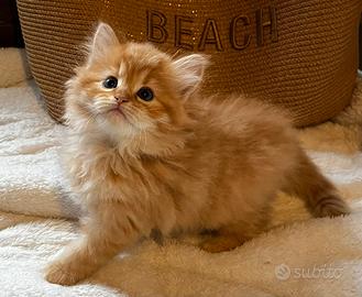Gattina siberiana Odette 3 mesi