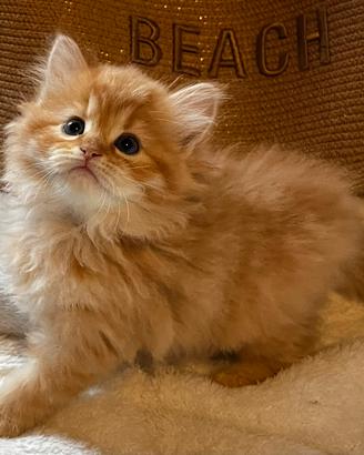 Gattina siberiana Odette 3 mesi