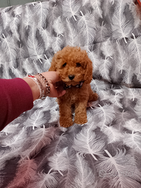 Barboncino Toy Fulvo femminuccia